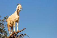 تصاویر/ در جستجوی غذا