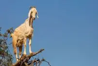تصاویر/ در جستجوی غذا