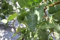 تصاویر/ برف تابستانی در باغ‌های پسته کرمان!