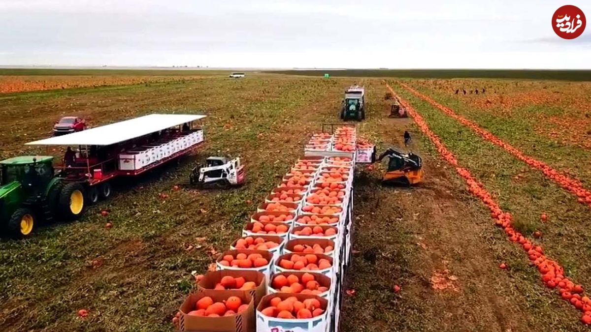 ببینید؛ چگونه کشاورزان آمریکایی هزاران تن کدو تنبل را برداشت و فرآوری می کنند؟