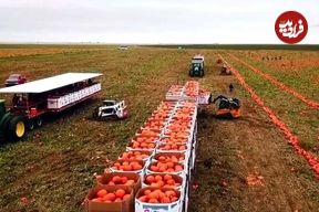 ببینید؛ چگونه کشاورزان آمریکایی هزاران تن کدو تنبل را برداشت و فرآوری می کنند؟