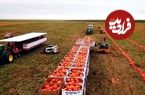 ببینید؛ چگونه کشاورزان آمریکایی هزاران تن کدو تنبل را برداشت و فرآوری می کنند؟