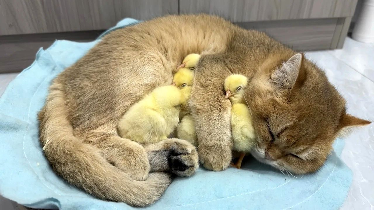 (ویدئو) گربه مهربانی که تنها با در آغوش کشیدن جوجه ها خواب اش می برد