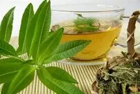 به لیمو؛ همه چیز درباره یک گیاه فوق العاده