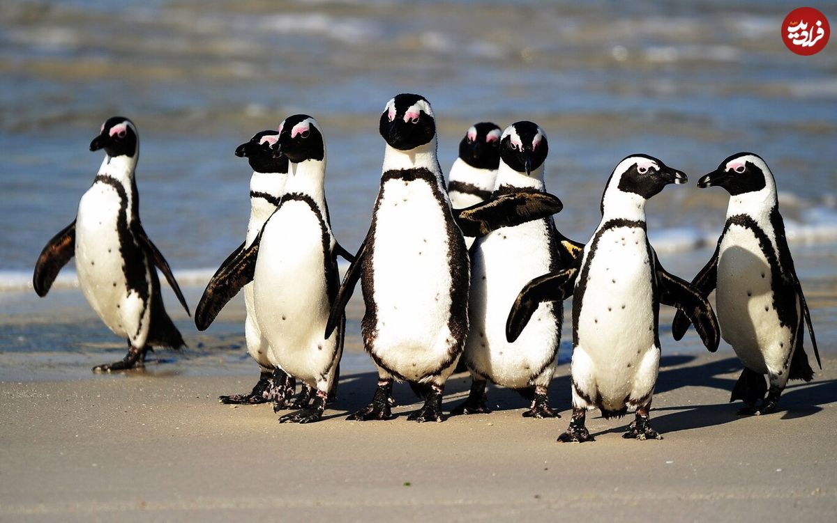 (ویدئو) نجات عجیب پنگوئن توسط اردک‌ها