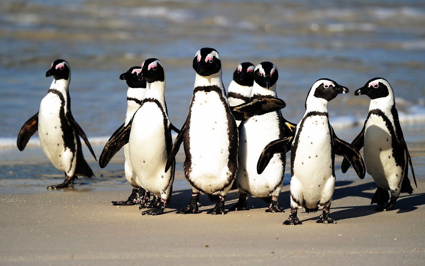 (ویدئو) نجات عجیب پنگوئن توسط اردک‌ها