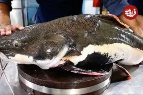 ببینید| غذای خیابانی در ویتنام؛ برش زدن و پخت گربه ماهی غول پیکر در هانوی