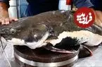 ببینید| غذای خیابانی در ویتنام؛ برش زدن و پخت گربه ماهی غول پیکر در هانوی