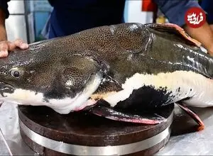 ببینید| غذای خیابانی در ویتنام؛ برش زدن و پخت گربه ماهی غول پیکر در هانوی