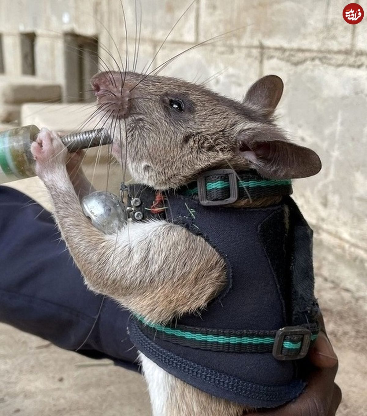 (ویدئو)  آموزش عجیب موش‌های غول‌پیکر برای عملیات نجات!