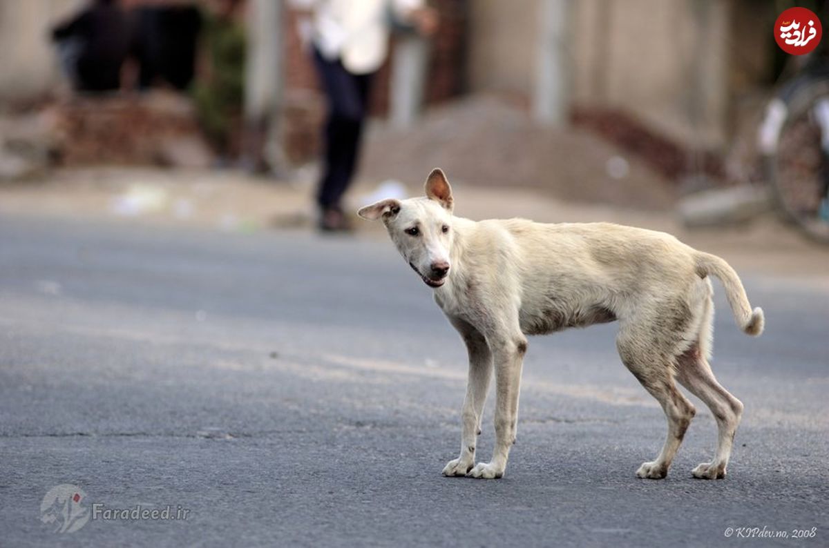 ویدیو/ حمله سگ وحشی در خیابان حادثه آفرید