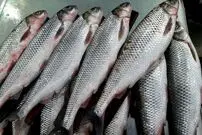 (ویدئو) واکنش جالب مردم ژاپن به پخش شدن صد‌ها ماهی در خیابان!