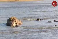 (ویدئو) شیر بخت برگشته در محاصره پر اضطراب اسب‌های آبی!