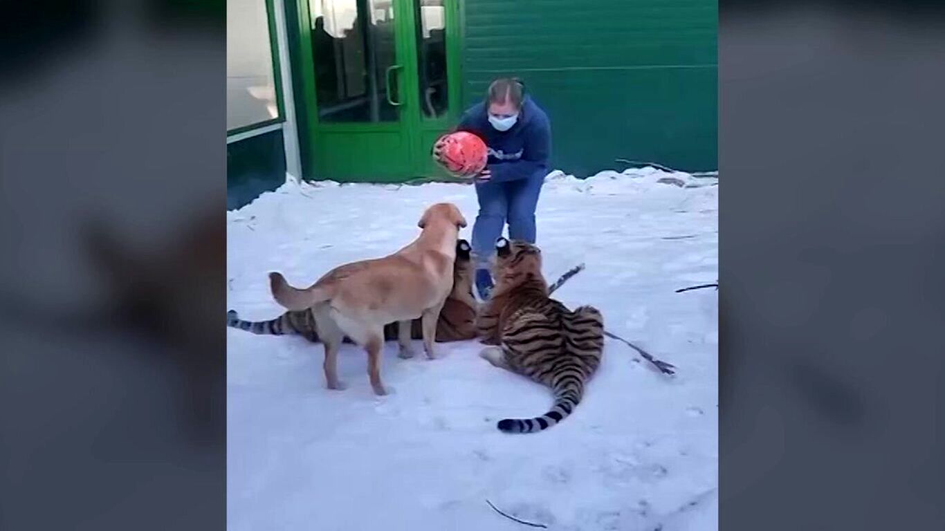 (ویدئو) توپ بازی نادر شیر، ببر و یک سگ