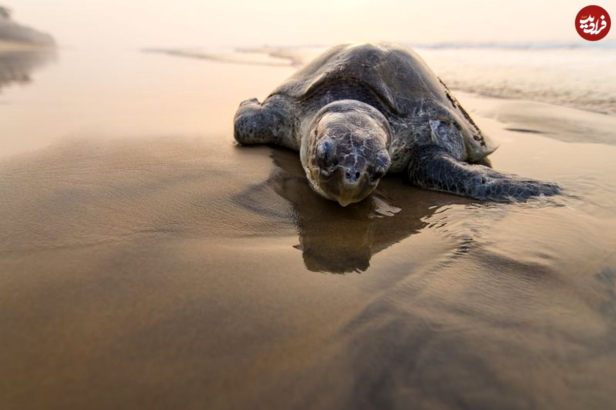 تصویر/ استراحت لاک‌پشت در ساحل