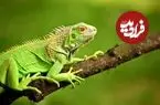 ببینید| ایگوانای سرکش میز صبحانه را به هم ریخت