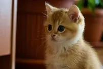(ویدیو) دزدی بامزه دو گربه از یک سوپرمارکت