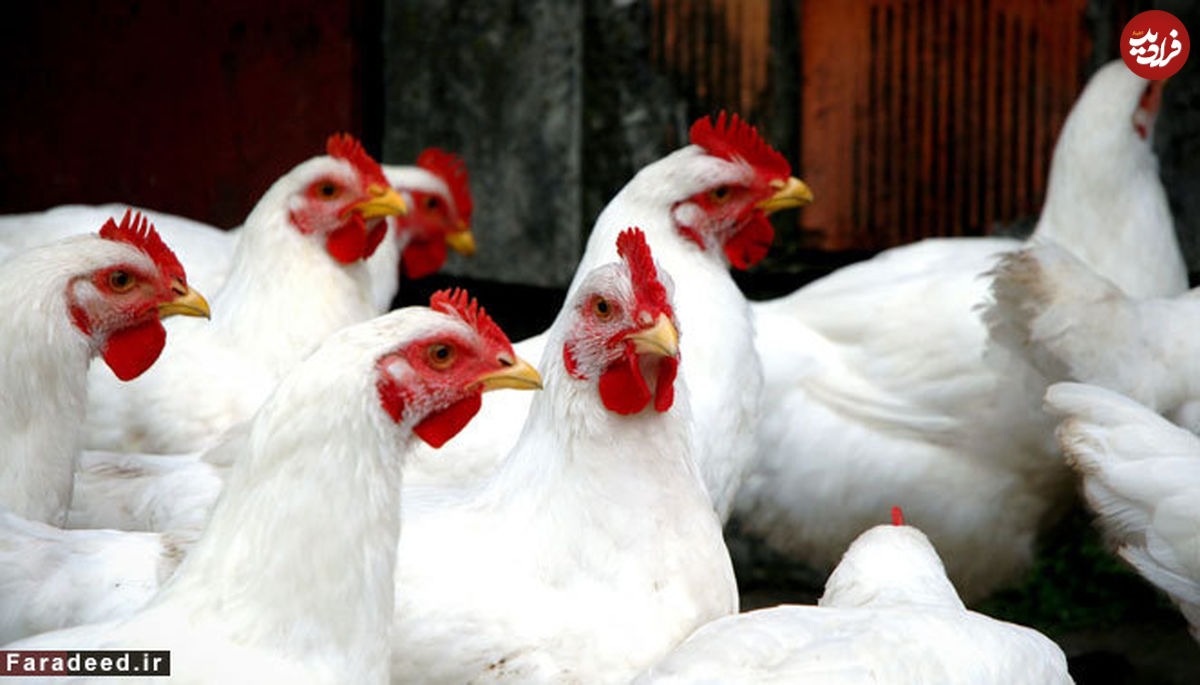 علائم آنفولانزای مرغی را بشناسید