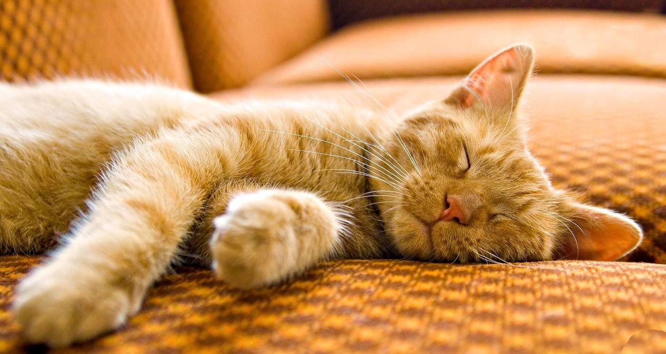 چرا گربه‌ها خواب‌های عجیب می‌بینند!