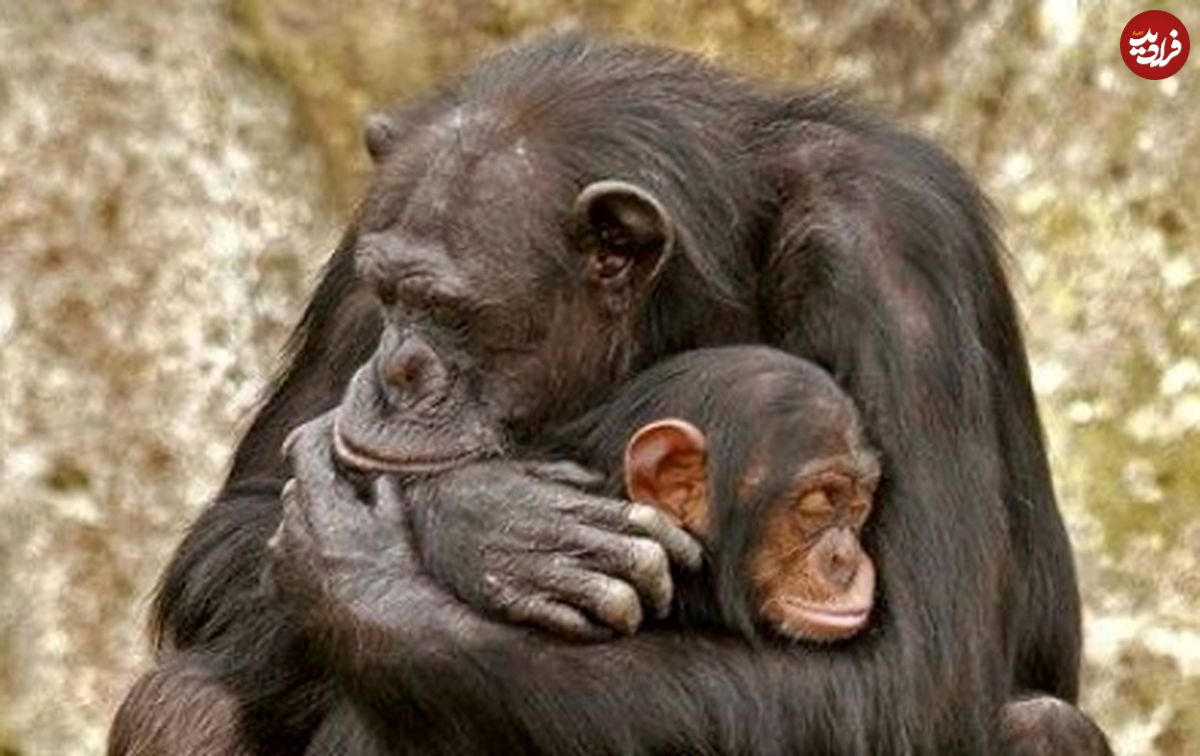 (ویدئو) لحظه‌ای عاشقانه و احساسی از تقابل شامپانزه مادر و نوزاد مرده‌اش!