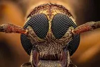 تصاویر؛ شاهکارهای «عکاسی کلوزآپ حیات وحش» در سال ۲۰۲۵