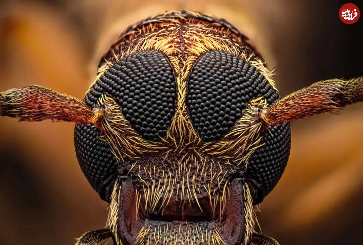 تصاویر؛ شاهکارهای «عکاسی کلوزآپ حیات وحش» در سال ۲۰۲۵