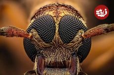 تصاویر؛ شاهکارهای «عکاسی کلوزآپ حیات وحش» در سال ۲۰۲۵