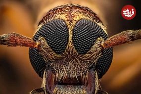 تصاویر؛ شاهکارهای «عکاسی کلوزآپ حیات وحش» در سال ۲۰۲۵