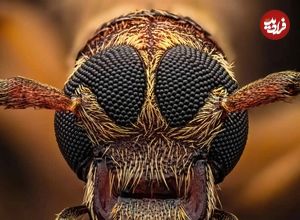 تصاویر؛ شاهکارهای «عکاسی کلوزآپ حیات وحش» در سال ۲۰۲۵