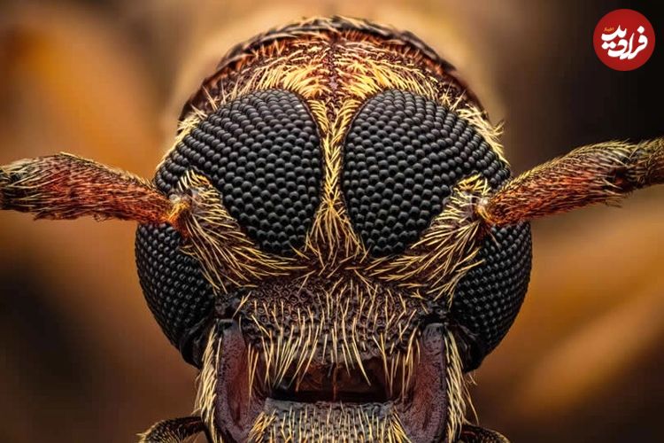 تصاویر؛ شاهکارهای «عکاسی کلوزآپ حیات وحش» در سال ۲۰۲۵