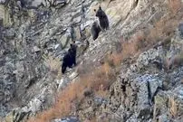 مشاهده خرس ماده و دو توله در منطقه حفاظت‌ شده البرز