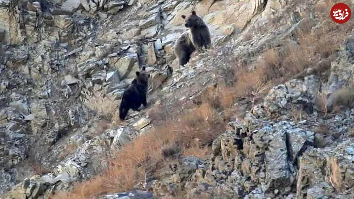 مشاهده خرس ماده و دو توله در منطقه حفاظت‌ شده البرز