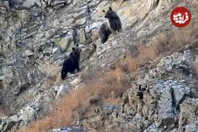 مشاهده خرس ماده و دو توله در منطقه حفاظت‌ شده البرز
