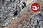 مشاهده خرس ماده و دو توله در منطقه حفاظت‌ شده البرز
