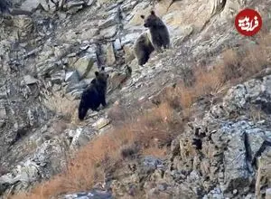مشاهده خرس ماده و دو توله در منطقه حفاظت‌ شده البرز