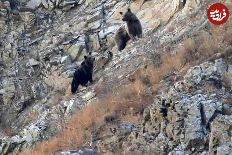 مشاهده خرس ماده و دو توله در منطقه حفاظت‌ شده البرز