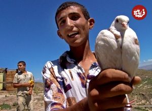 (تصاویر) کبوتر «ارمنی»؛ کبوتر پشتک‌زن گران‌قیمتی که ایرانی‌ها عاشق آن هستند!