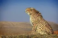 (ویدئو) تصویر دیدنی از پلنگ در ارتفاعات دماوند