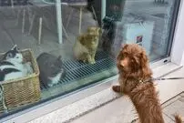 سگ‌ها و گربه‌ها هم واکسن کرونا بزنند؟!