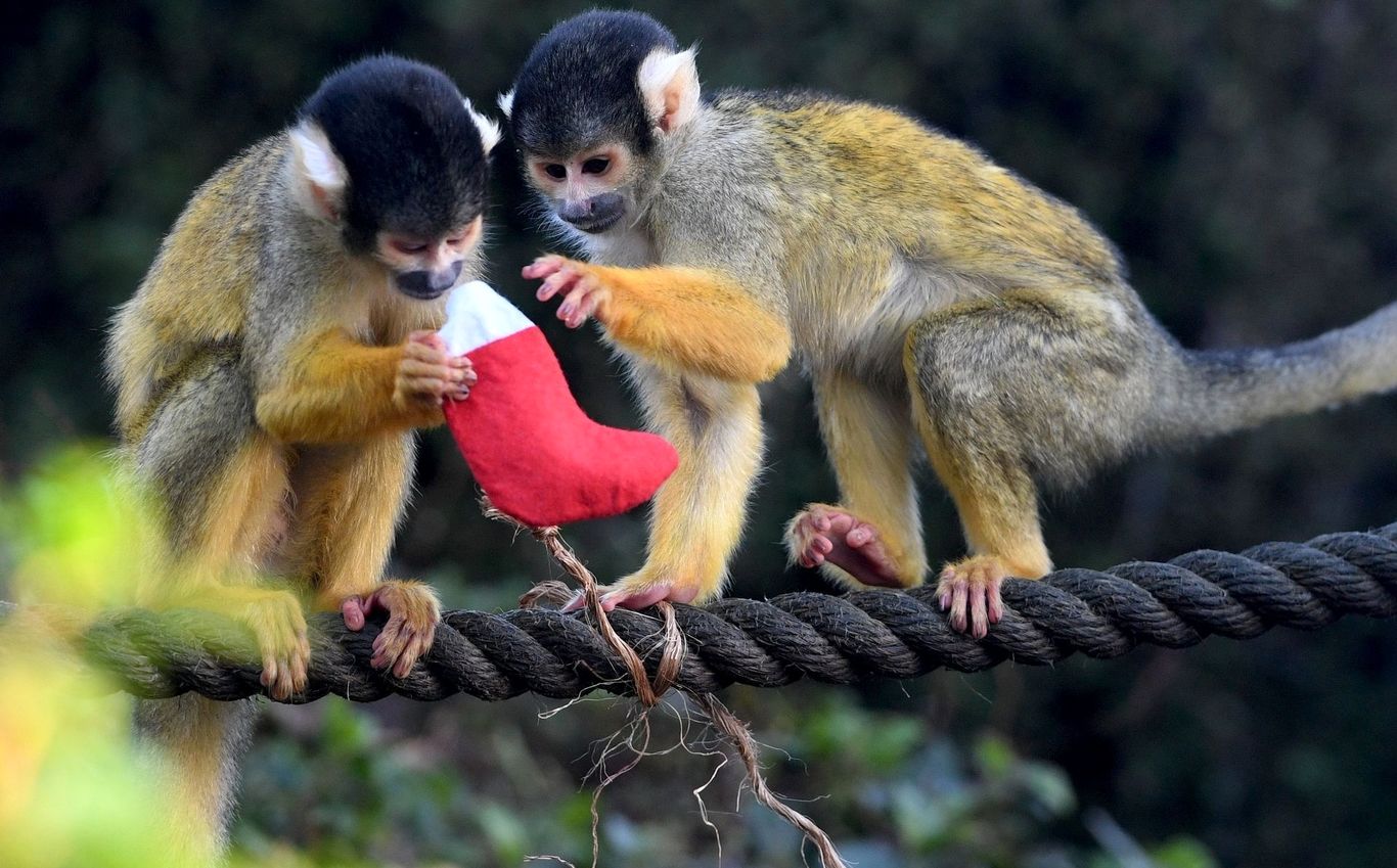 (ویدئو) هدیه کریسمس جالب به پاندا و میمون‌های باغ وحش