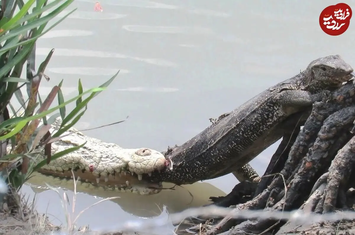 (ویدئو) درس عبرت هولناکی که تمساح به بزمجه داد!