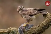 (ویدئو) جغد جنگجو و باز سارگپه دمار از روزگار یکدیگر درآوردند