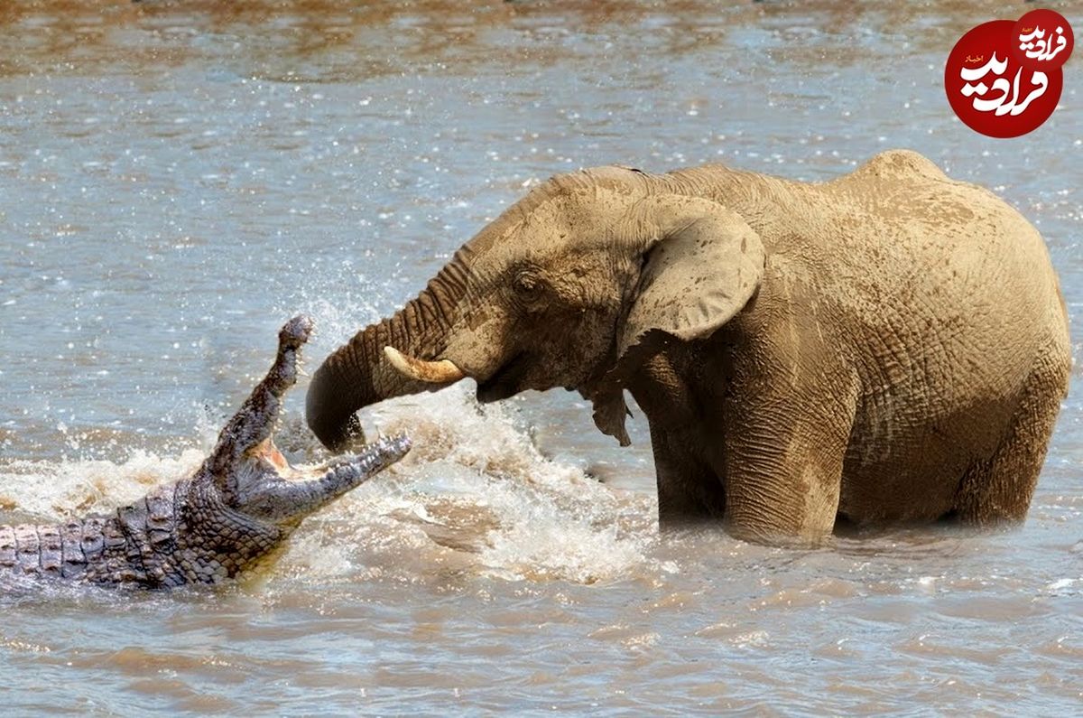 (ویدئو) حمله احمقانه تمساح به فیل، به قیمت جان‌اش تمام شد!