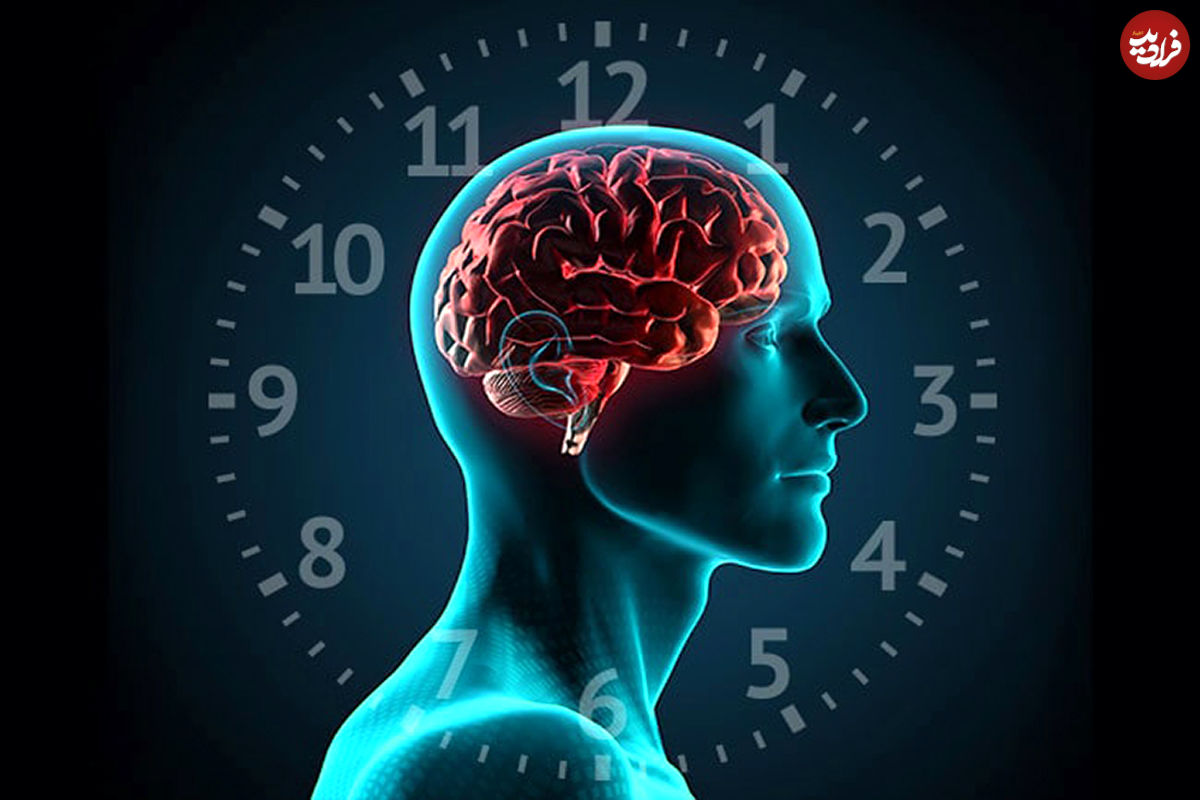 قشر مغز ممکن است نیاز به خواب را تنظیم کند