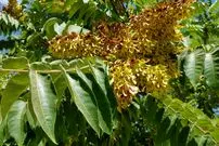 دربارۀ «درخت عرعر» چه می‌دانیم؟