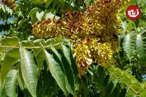 دربارۀ «درخت عرعر» چه می‌دانیم؟