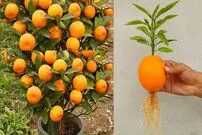 (ویدئو) روشی برای پرورش پرتقال از طریق میوه در خانه و با استفاده از آلوئه ورا