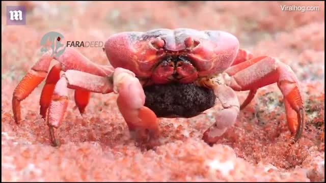 ویدیو/ شکار تصویری نادر از خرچنگی که خرچنگ می‌خورَد!