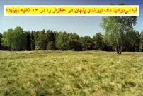 معمای توهم نوری جالب: شما یک نابغه هستید اگر بتوانید تک تیرانداز پنهان در علفزار را در ۱۳ ثانیه ببینید