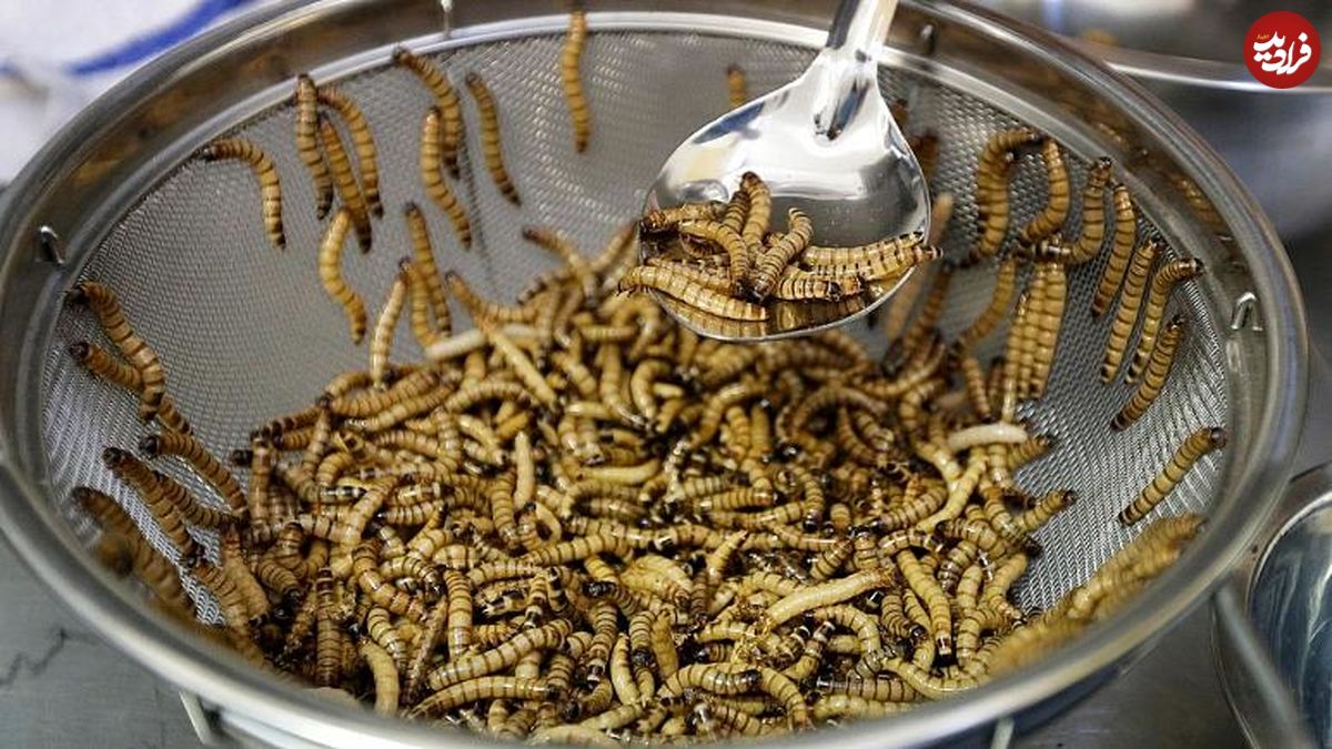 کرمهای خوراکی در راه سوپرمارکتهای اروپایی